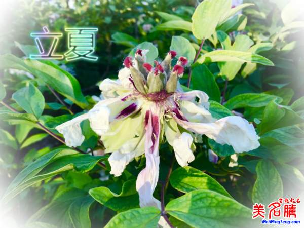 萬物生長的立夏節(jié)氣名字由來、夏季出生的寶寶起名參考